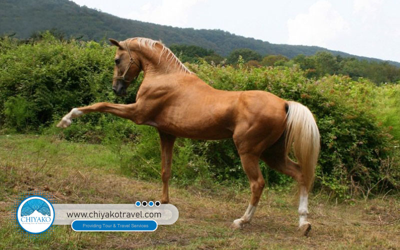 Turkmen Horse, Unique Horse | Chiyako Travel